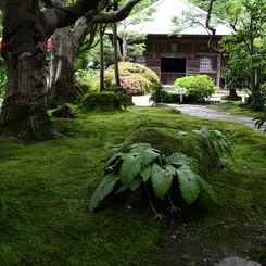 緑深く