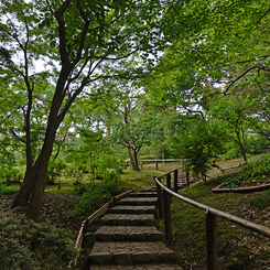 緑に包まれる石段（国分寺その１）