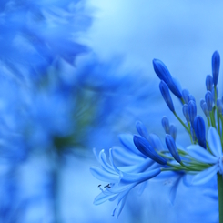 blue Symfony