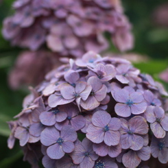 京の紫陽花