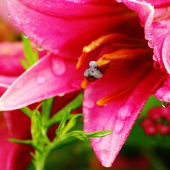 雨に咲く花