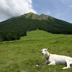 山羊のいる風景