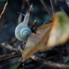 小さな夢先案内人
