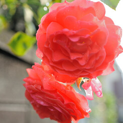 After the rain / 雨上がり