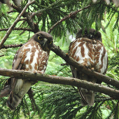 アオバズクの夫婦