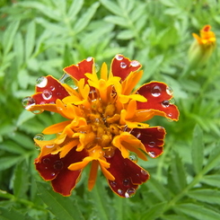 花
