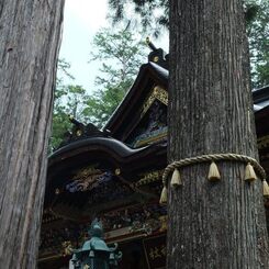神木