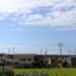 初夏の忘れ物