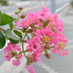 花_1