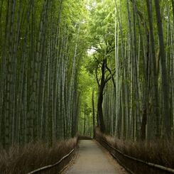 京都嵯峨野の竹林