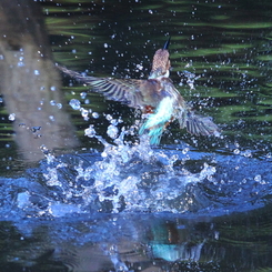 涼感飛び出し