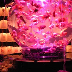 GOLDFISH