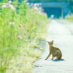 コスモス街道のノラちゃん♪