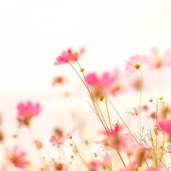 風のように花のように