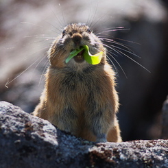 ナキウサギ　上下の歯が見えます。