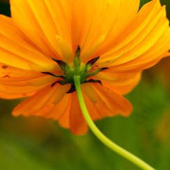 みかんが食べたい