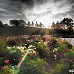 Dream Cosmos Field～予感