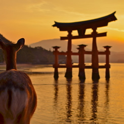 宮島の夕日に臨む