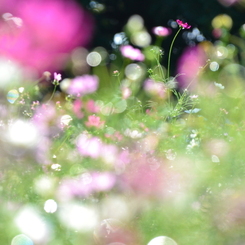 きらきら☆秋桜