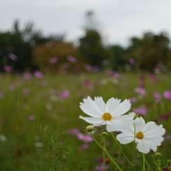 秋桜