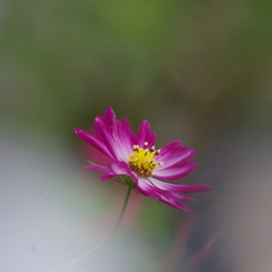 秋桜・・・