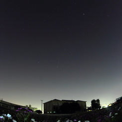 コスモス畑に流れ星