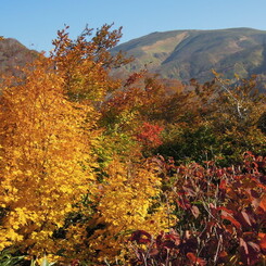 紅葉越しの月山