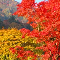 丸沼高原&紅葉5