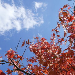 紅葉