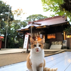 神社猫31
