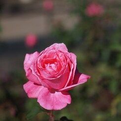 Autumn rose ⅩⅠ