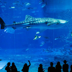 美ら海水族館の有名なジンベイザメ