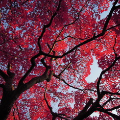紅く紅く