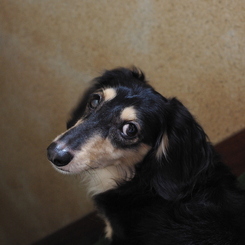 目で意思疎通。