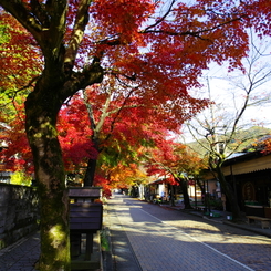 華厳寺参道