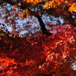 醍醐寺2012