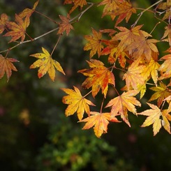 fall colors