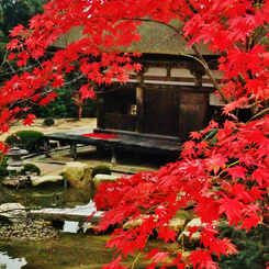 紅葉の舞(湖南三山善水寺）