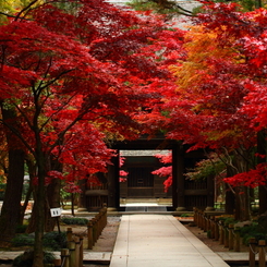 錦秋の平林寺1