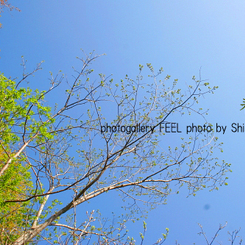 photo_shinryoku000a