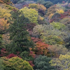 嵐山