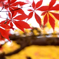 晩秋