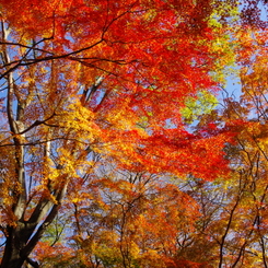 2012紅葉情景（森の華やぎ：獅子舞）
