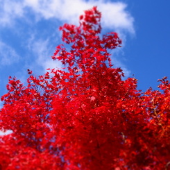 紅葉美人