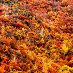 紅葉⑥荘川三谷