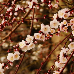 「Bloom」