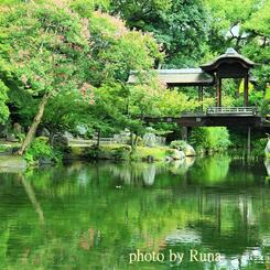 サルスベリの庭園