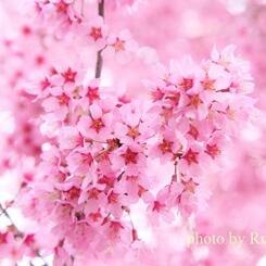 おかめ桜