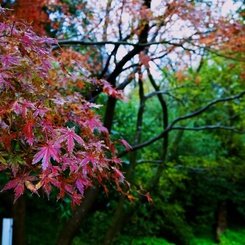 【旅】［伊豆］紅葉