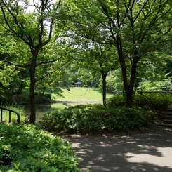 新緑の茅ヶ崎公園